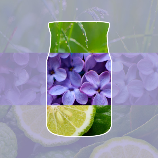 LILAC BLOSSOM